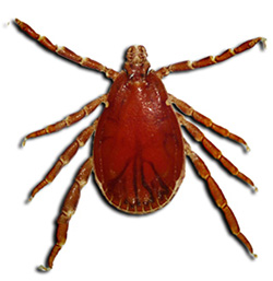 Rhipicephalus appendiculatus male